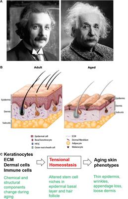 Tissue Mechanics in Haired Murine Skin: Potential Implications for Skin Aging